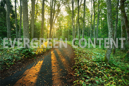 Why You Need Evergreen Content