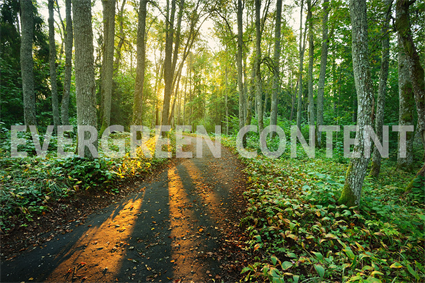 Why You Need Evergreen Content